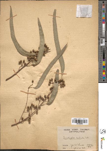 spécimen de Eucalyptus rostrata