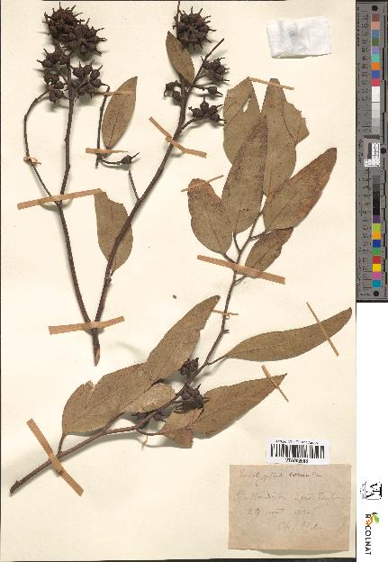 spécimen de Eucalyptus cornuta
