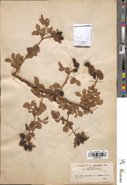 spécimen de Rosa rubiginosa