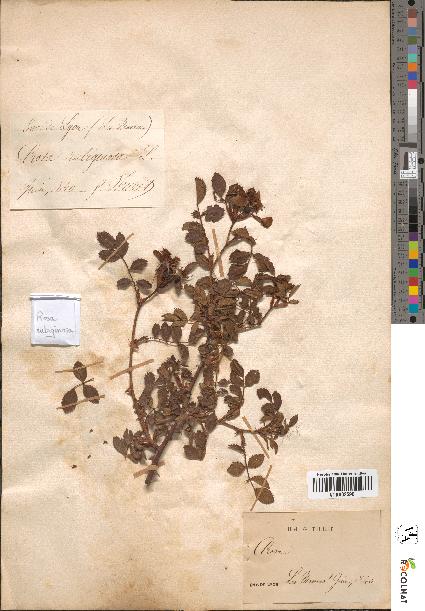 spécimen de Rosa rubiginosa