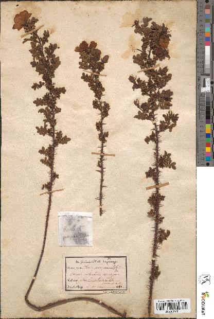 spécimen de Rosa pimpinellifolia
