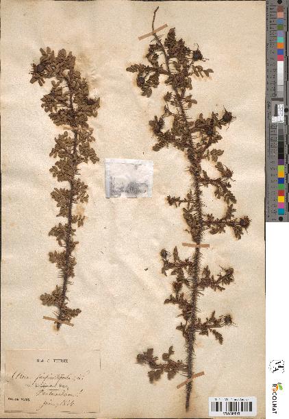 spécimen de Rosa pimpinellifolia