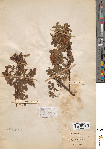 spécimen de Rosa pimpinellifolia