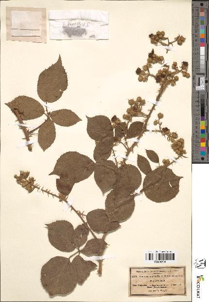 spécimen de Rubus speciosus