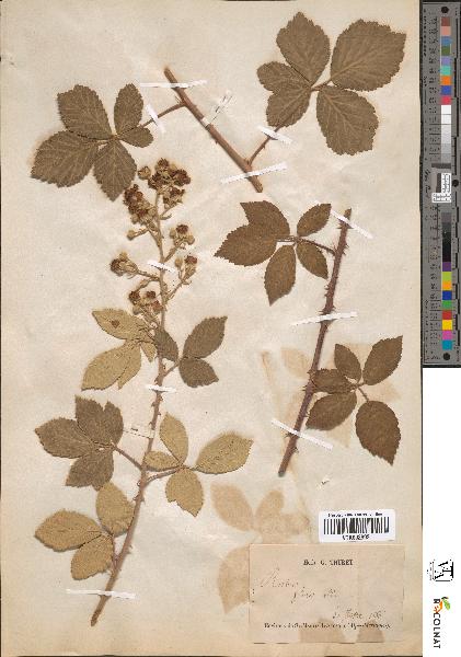 spécimen de Rubus flores albi