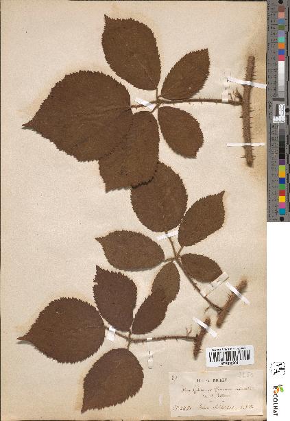spécimen de Rubus schleicheri