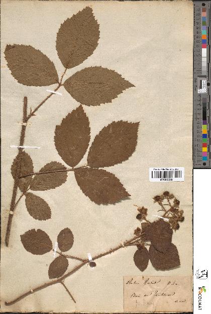 spécimen de Rubus rudis