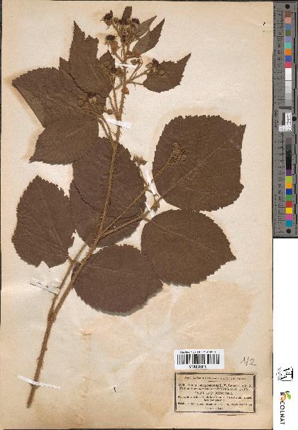 spécimen de Rubus phyllophorus