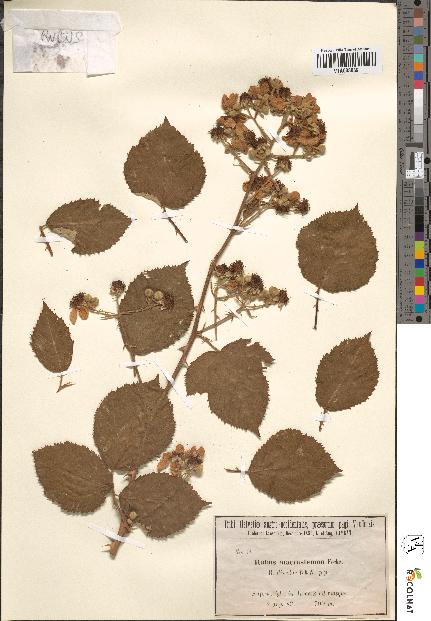 spécimen de Rubus macrostemon