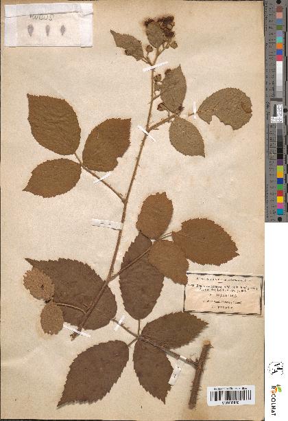 spécimen de Rubus macrophyllus