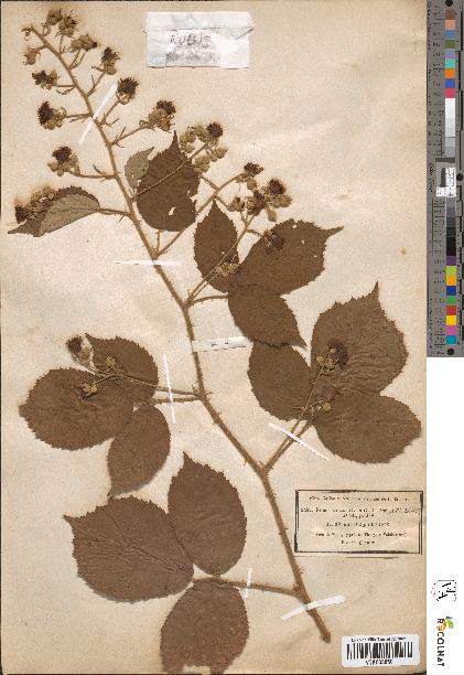spécimen de Rubus micans