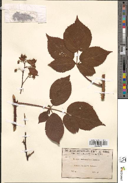 spécimen de Rubus suberectus
