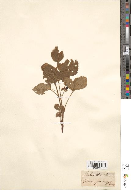 spécimen de Rubus saxatilis
