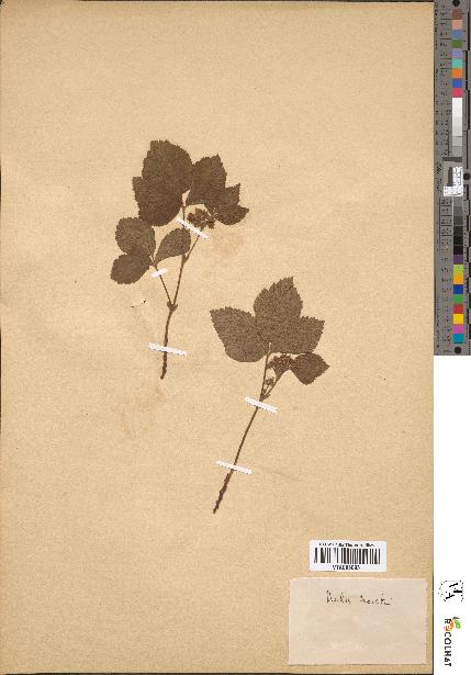 spécimen de Rubus saxatilis