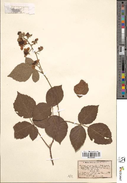 spécimen de Rubus argentatus