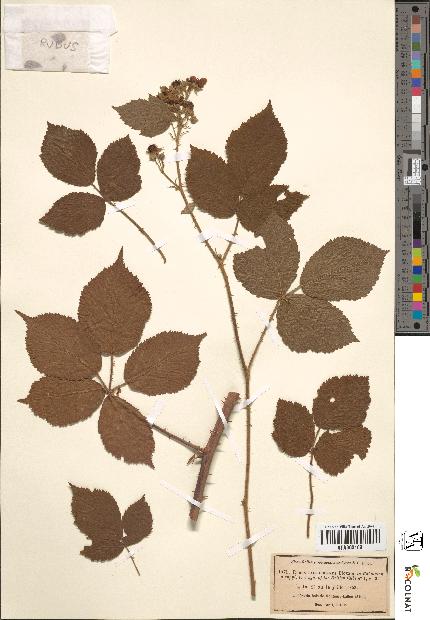 spécimen de Rubus balfourianus