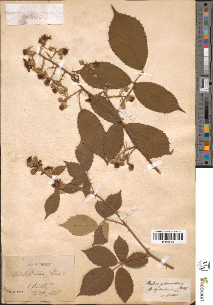 spécimen de Rubus bellardii