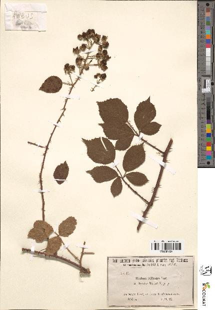 spécimen de Rubus bifrons