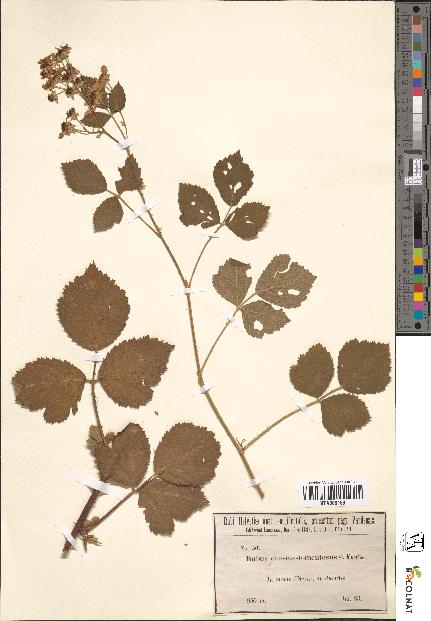 spécimen de Rubus caesius-tomentosus