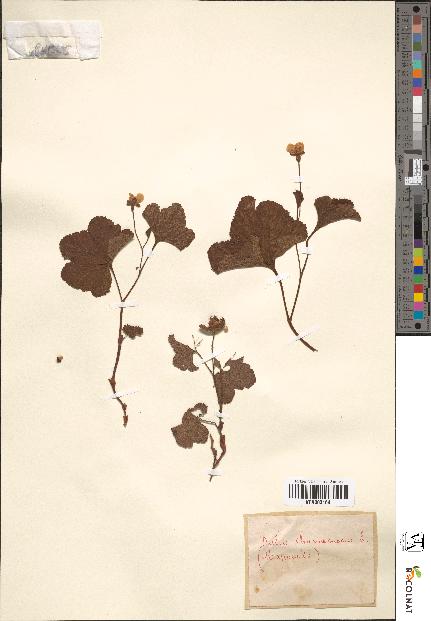 spécimen de Rubus chamaemorus