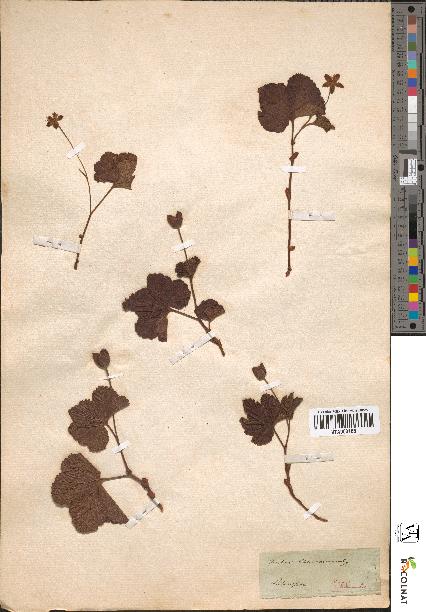 spécimen de Rubus chamaemorus