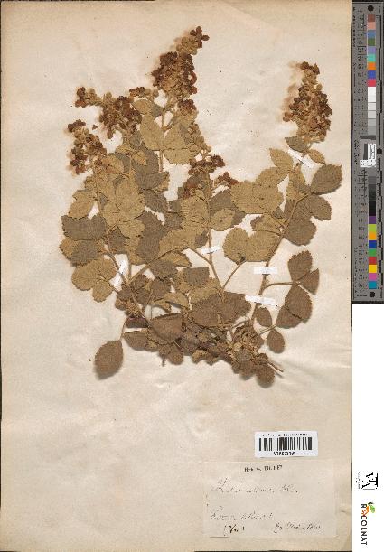 spécimen de Rubus collinus