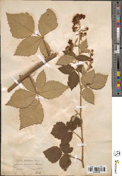 spécimen de Rubus collinus