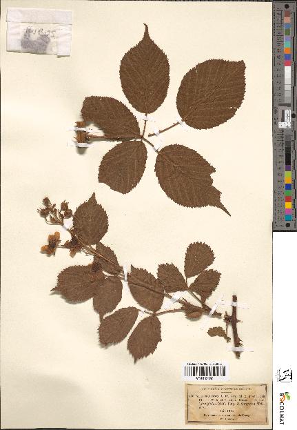 spécimen de Rubus fruticosus