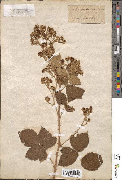 spécimen de Rubus dumetorum