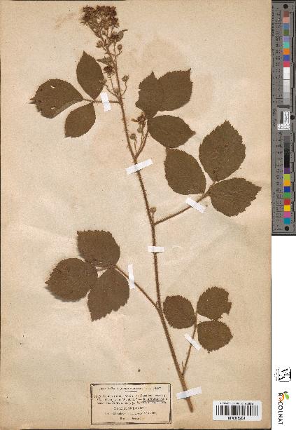 spécimen de Rubus hirtus