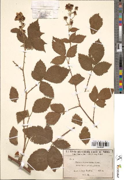 spécimen de Rubus thyrsoideus