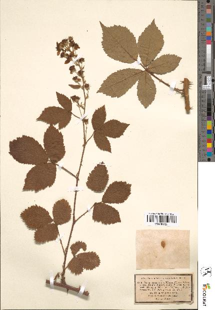 spécimen de Rubus thyrsoideus