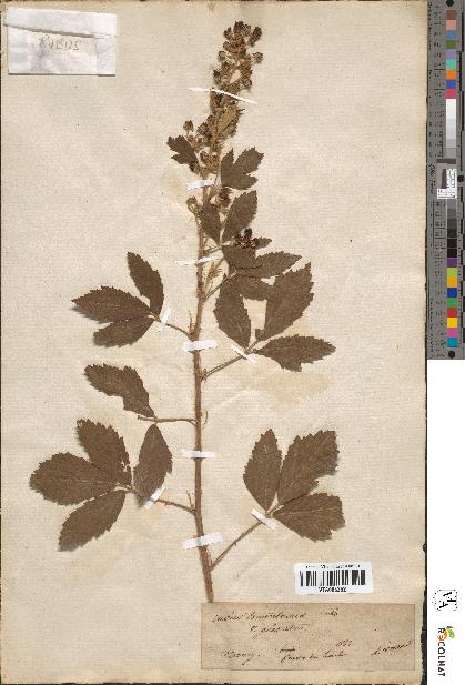 spécimen de Rubus tomentosus