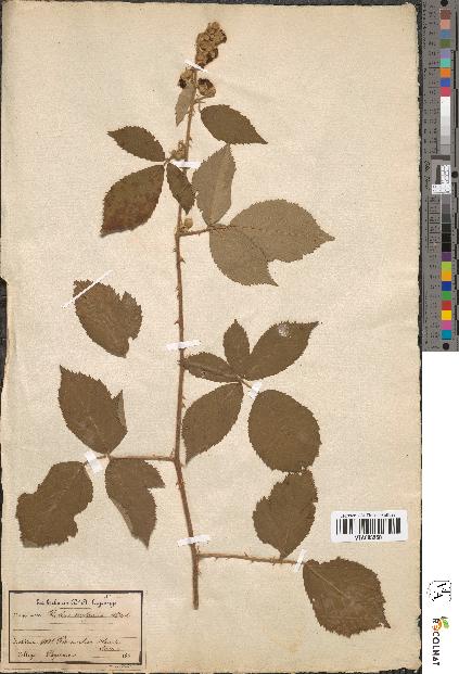 spécimen de Rubus vulgaris