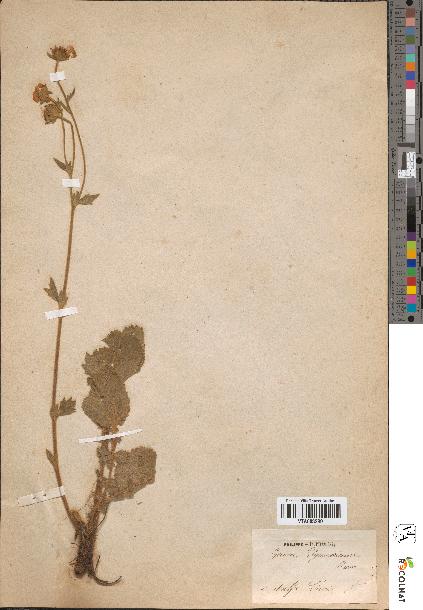 spécimen de Geum pyrenaicum