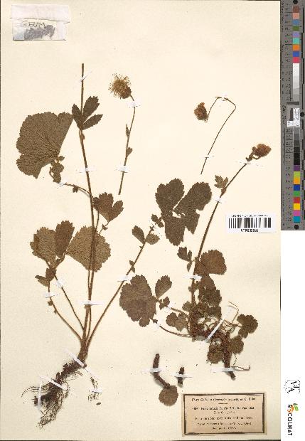 spécimen de Geum rivale