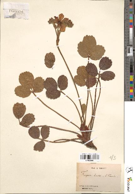 spécimen de Fragaria lucida