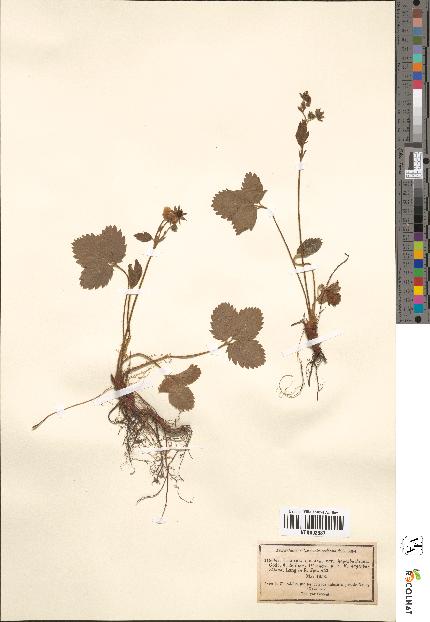 spécimen de Fragaria collina