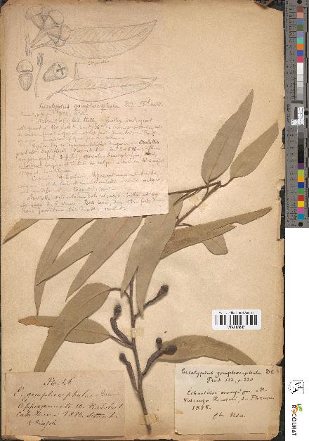 spécimen de Eucalyptus gomphocephala