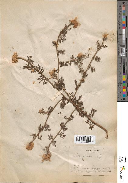 spécimen de Anthemis altissima