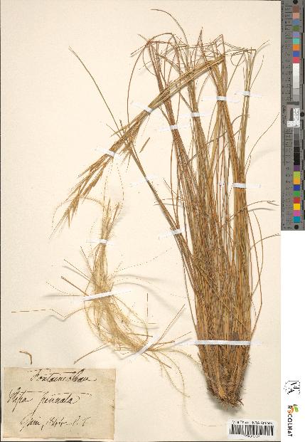 spécimen de Stipa pennata