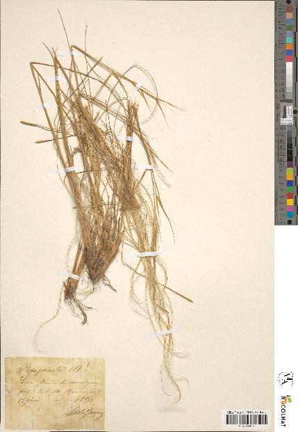 spécimen de Stipa pennata
