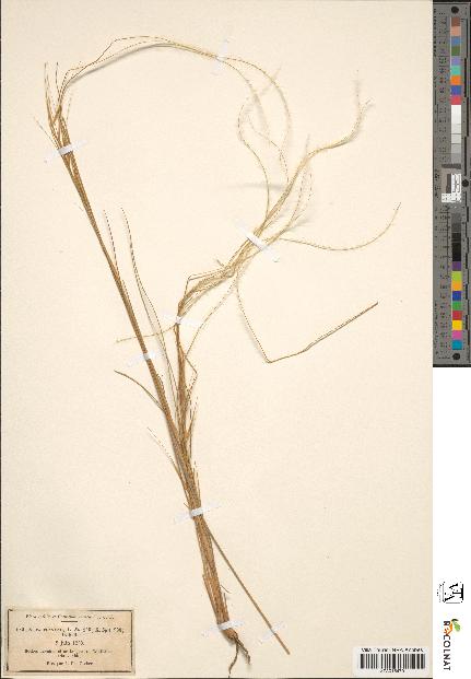 spécimen de Stipa pennata