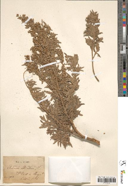 spécimen de Artemisia absinthium