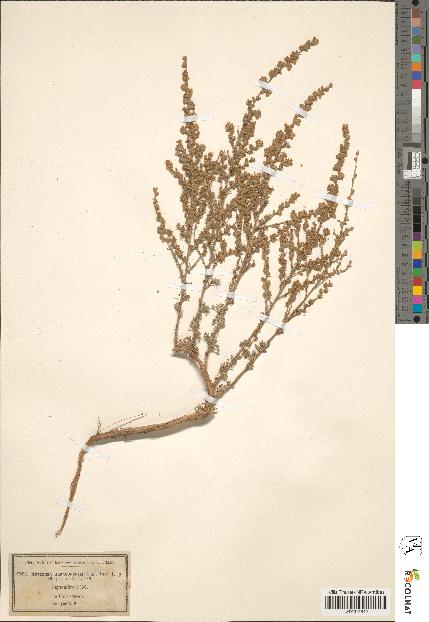 spécimen de Artemisia arragonensis