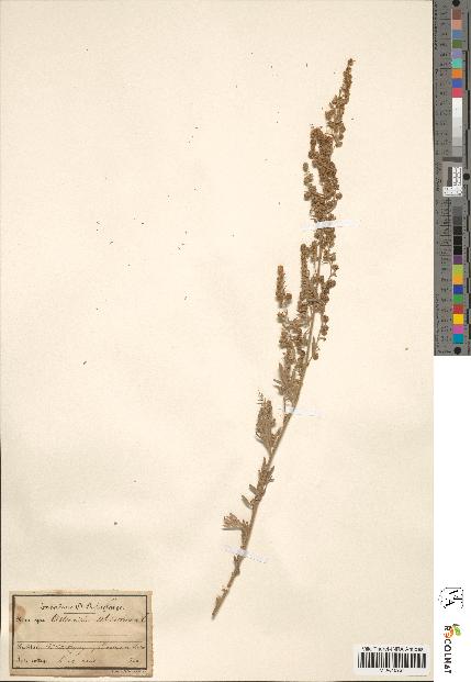 spécimen de Artemisia absinthium