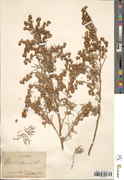 spécimen de Artemisia arborescens