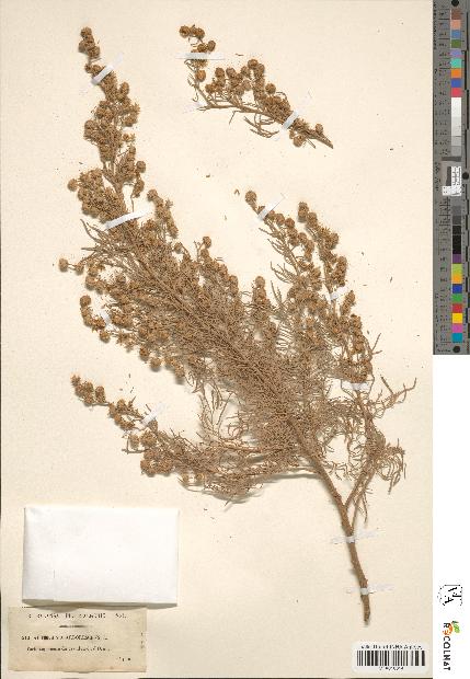 spécimen de Artemisia arborescens