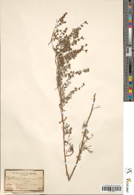 spécimen de Artemisia camphorata