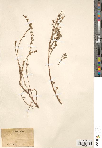 spécimen de Artemisia camphorata
